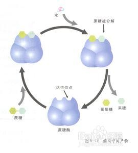 吃什么食物提高新陈代谢