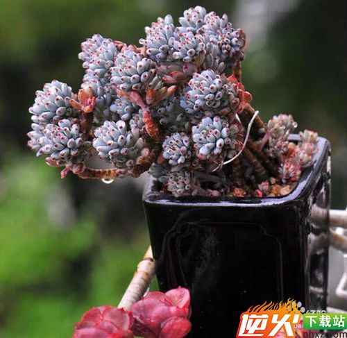 厚脸皮植物要怎么养？