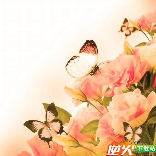 情人节如何赠送玫瑰花