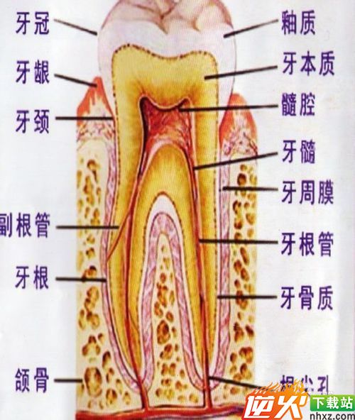 你对自己的牙齿能了解多少？