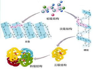 怎么合理补充蛋白质