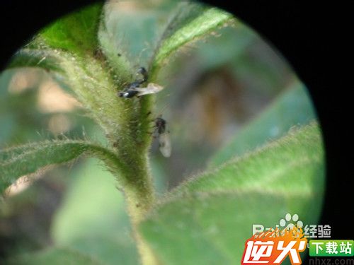 手持双筒望远镜的摄影方法