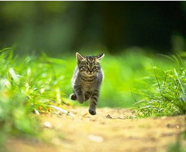 可爱的猫和我家的故事
