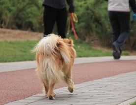 遇见佩玲，改变了妞妞流浪街头的命运